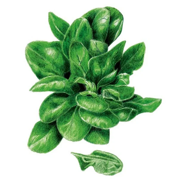 Matador Spinach Seed