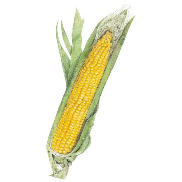 Buttergold Sweet Corn Seed