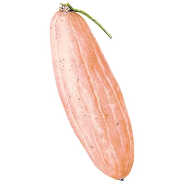 Pink Banana Winter Squash Seed